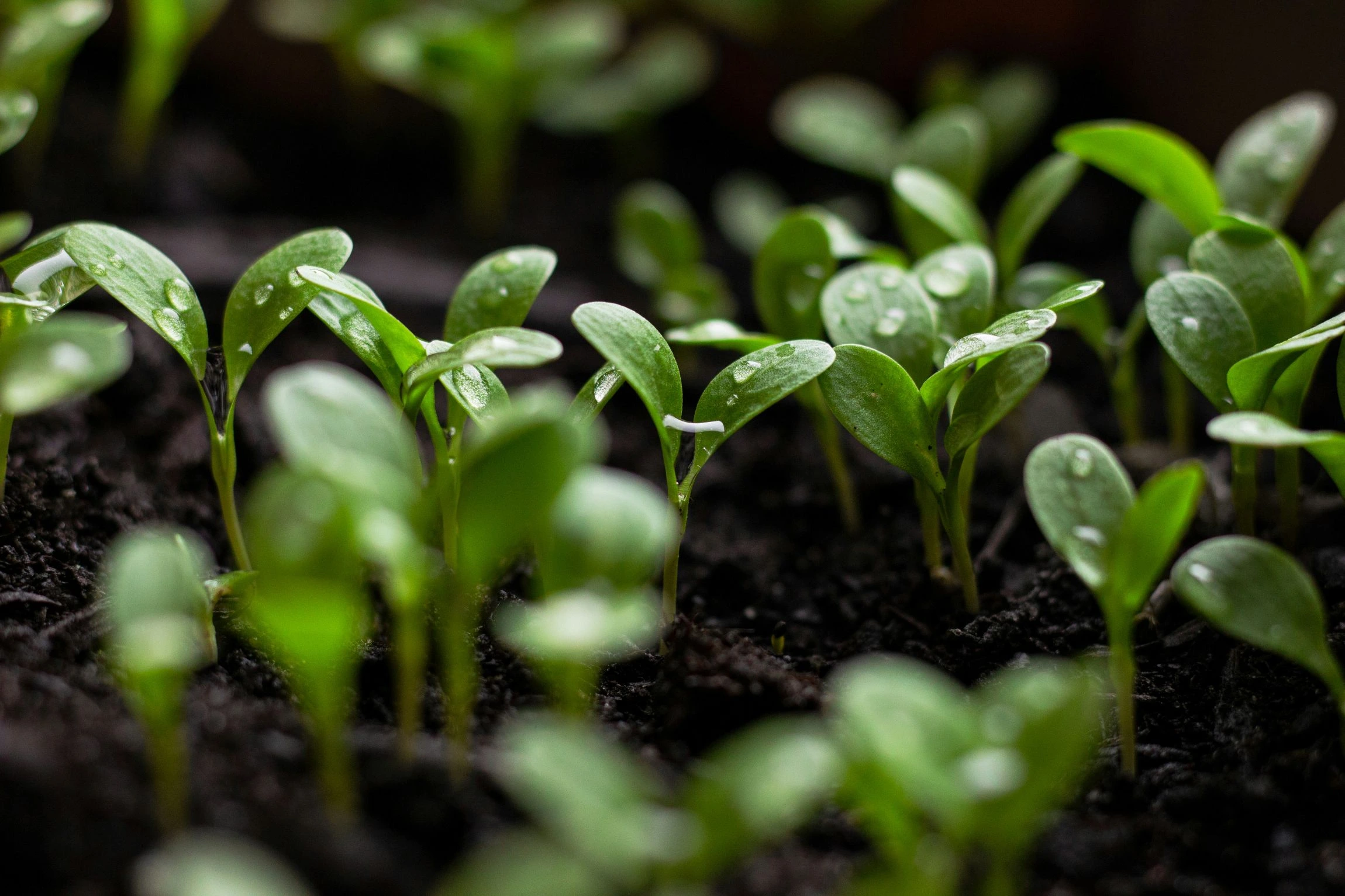 Spring Bean Initialization: A Comprehensive Guide